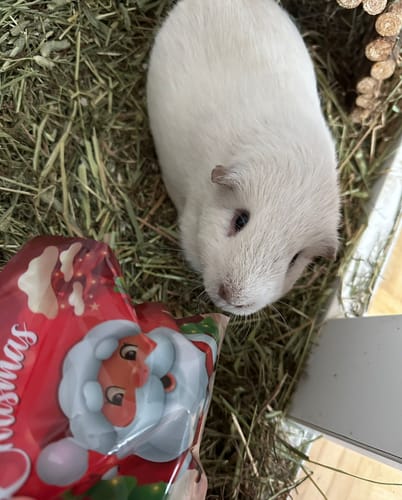 Customer photo review of 🎁 Weihnachtskalender für Dich & Deine Meerschweinchen – 24 Tage voller Freude 🎅