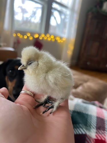 Customer photo review of Silkie Chick "Show Quality" "Assorted Colors" (Unsexed)