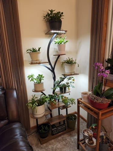 Customer photo review of 63" Indoor Plant Stand with Grow Lights