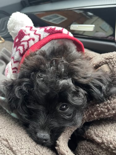 Customer photo review of Chocolate | The Cosy Car Seat