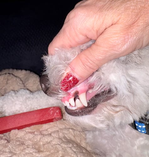 Close-up of a reviewer showing their dog's clean teeth, with a red Long-Lasting Yak Chew on a blanket.