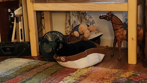 Customer photo review of Instinct Basket | Handwoven & Chemical-Free Cat Territory