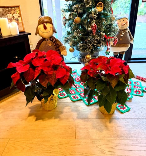 Customer photo review of Poinsettia 'Red' 2Pack