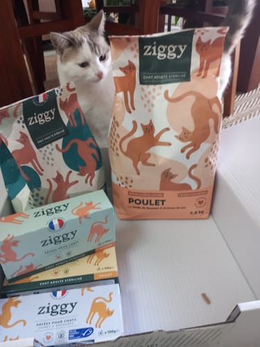 Le chat d'un client regarde sa commande de croquettes au poulet et de pâtées dans une boîte ouverte.