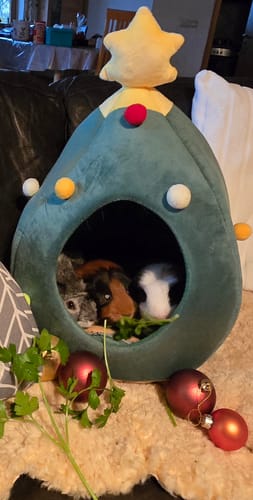 Customer photo review of 🎄 Oh Tannenbaumhaus – Das kuschelige Weihnachts-Versteck für deine Meerschweinchen
