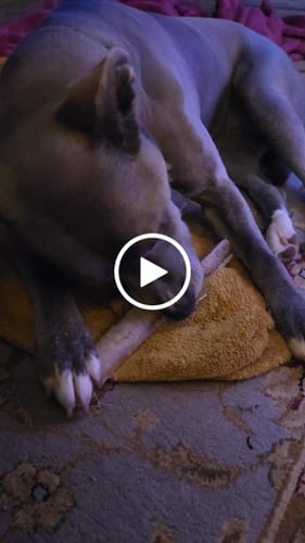 Customer video review of Ostrich Shaft Bones (11" x 2"): The Long-Lasting, Flavorful Chew for Medium to Large Dogs