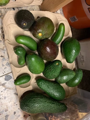 Kunde zeigt die vielfältigen, frischen Avocados aus dem Avocado-Mix auf einer Pappablage.