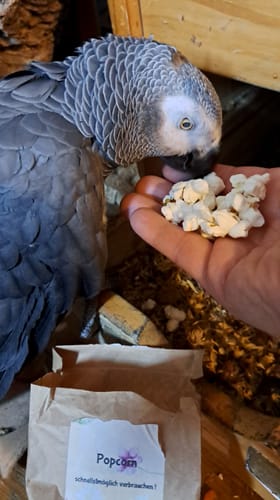 Customer photo review of Popcorn