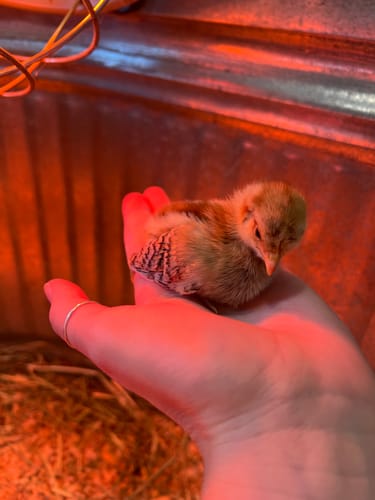Customer photo review of Malaysian Serama "Show Quality" Chick "World's Smallest Chicken" (Unsexed)