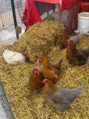 Customer's seven chickens in their coop, resting on fresh hay where the Nesting Herbs have been sprinkled.