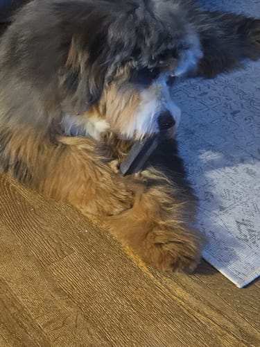 Reviewer's fluffy Bernedoodle lying on a floor and chewing on a Blueberry Yak Chew.