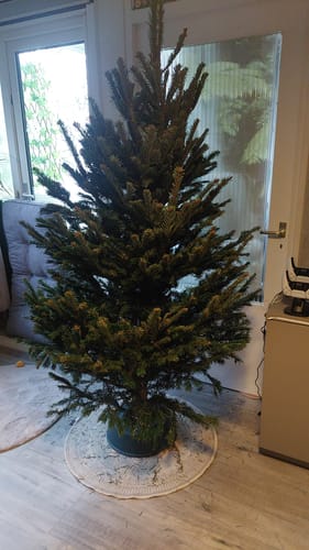Customer photo review of Echte kerstboom Aanbieding - Nordmann gezaagd