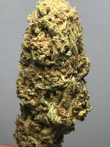 Customer photo review of Lemon Tartz – Budget THCA (Full Size) (Seeded)