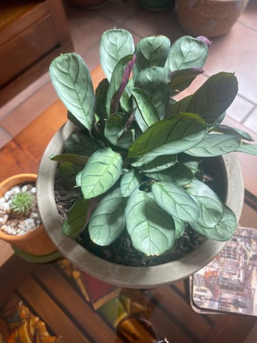 Customer photo review of Calathea Amagris