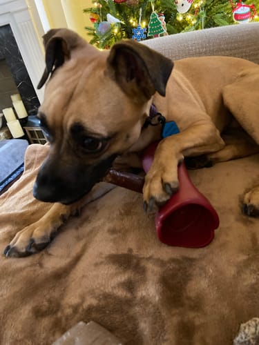 Customer's dog lying on a couch, chewing a 6 Inch Beef Collagen Stick held in a red toy.