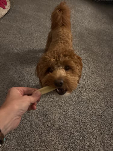 Customer offers a Long-Lasting Yak Chew to their small, fluffy brown dog on a carpet.