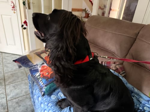 Customer photo review of Tesla City Collar