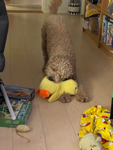 Customer photo review of AntiStress-And™ – Giver ro og tryghed til din hund