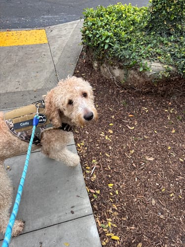Customer's dog on a walk wearing a harness with a Custom Hook & Loop Patch featuring the name 'Cody'.