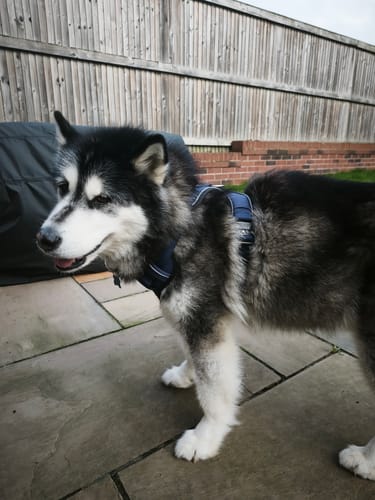 Customer photo review of Bullyion Hygge® Pro Power Dog Harness Comfort Padded With Handle Adjustable