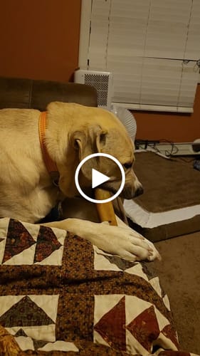 Customer video review of Long-Lasting Yak Chews — 4 Flavor Pack