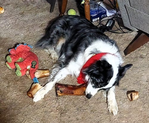 Customer's Australian Shepherd dog lying on a carpet, happily chewing on a large Surf and Turf bone.