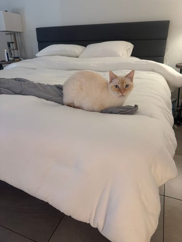 Customer photo review of Mellow Hotel Pillow Waterproof & Stain-Resistant