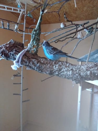 Customer photo review of Knaulgrastrauss