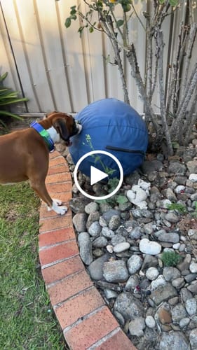 Customer video review of Herding Ball