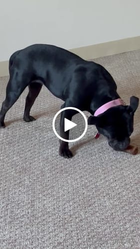 Customer video review of Smoked Beef Marrow Bone
