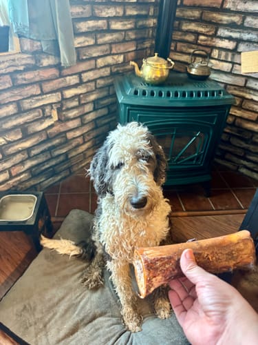 Customer offering a large bone from the dog treat bundle to their patient, shaggy dog sitting on a bed.