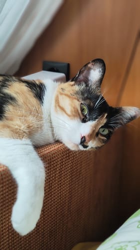 Customer photo review of Grain Free Cat Sterilized