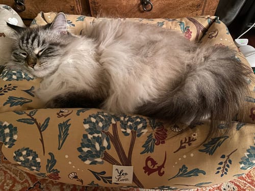 Customer photo review of Divanetto Cotone Panama Botanic