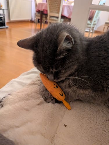 Le chat gris d'un client se blottit contre sa peluche Ziggy orange sur une couverture douce.