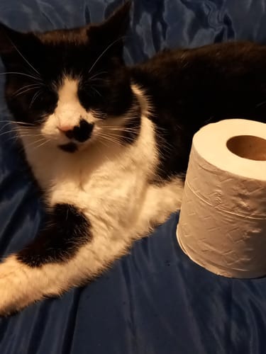 Customer photo review of UK-Made Recycled Toilet Paper – Seriously Sustainable & Plastic-Free