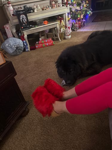 Customer photo review of Scarlet Express