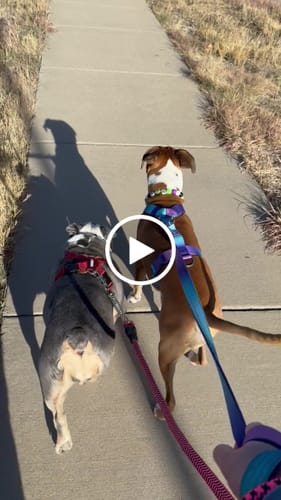 Customer video review of BOBO X-shaped Harness for Trachea Protection