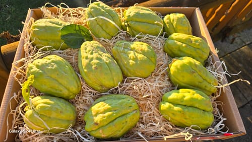 Ein Kunde zeigt mehrere frische Chayoten von Julian in einer Kiste, die mit Holzwolle gepolstert ist.