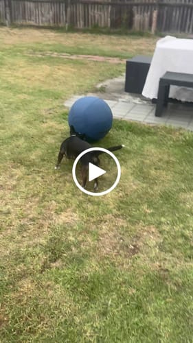 Customer video review of Herding Ball