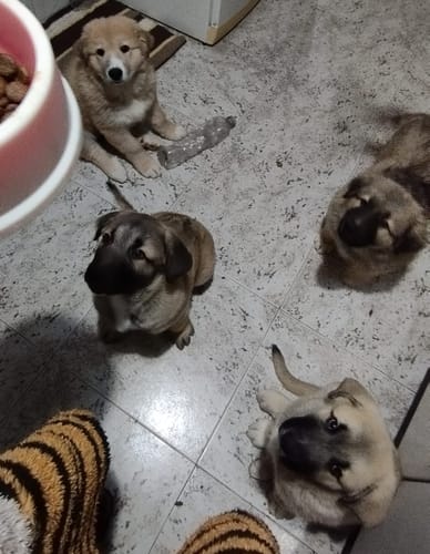 Customer photo review of Grain Free Giant Puppy