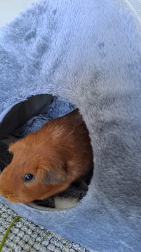 Customer photo review of 🏠 Kuscheliges Grau/Rosa – Gemütliches Kuppelhaus für Meerschweinchen