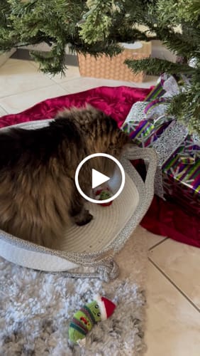 Customer video review of Instinct Basket | Handwoven & Chemical-Free Cat Territory