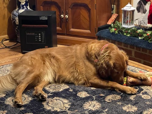 Customer's golden retriever lying on a patterned rug, chewing on a Smoked Beef Marrow Bone.