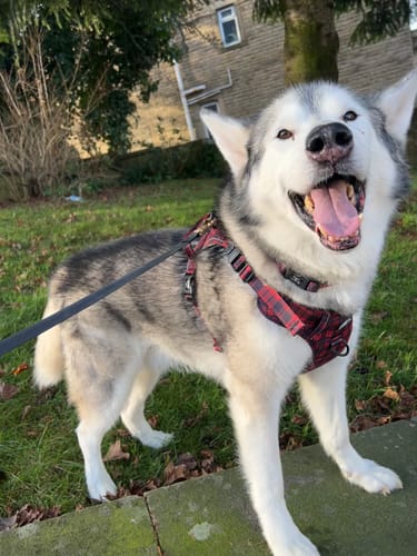 A customer's happy husky wearing the Trail & Glow® Dog Harness in red tartan while on an outdoor walk.