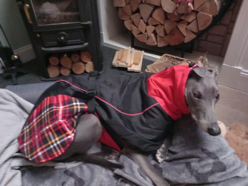 Customer photo review of Felton - Sighthound Coat with Underbelly and Harness Hole