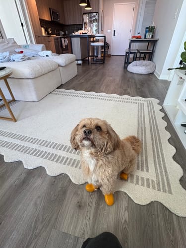 Customer photo review of WagWellies® by wagwear