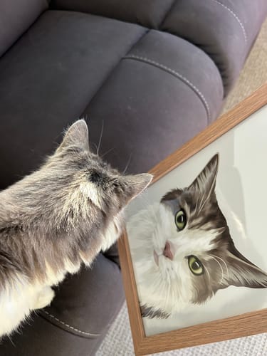 A customer's grey and white cat looks at its Custom Cat Portrait in a timber frame.