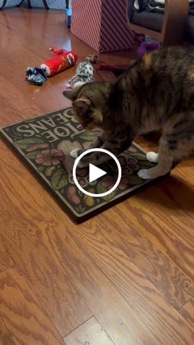 Customer video review of Toe Beans - Luxury Cat Scratching Board