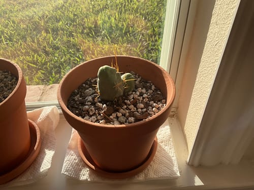 Customer photo review of Trichocereus Bridgesii Monstrose | Short Form | Type B | Penis Cactus