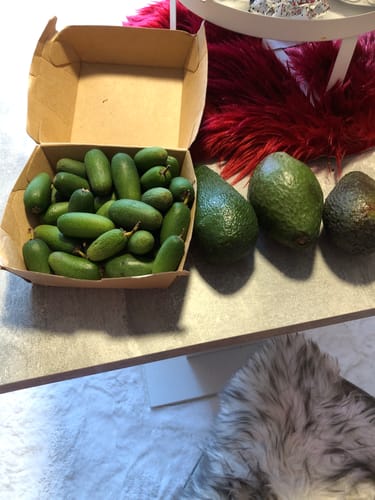 Customer photo review of Avocado Cocktail (absolute Rarität) Weihnachtsaktion %